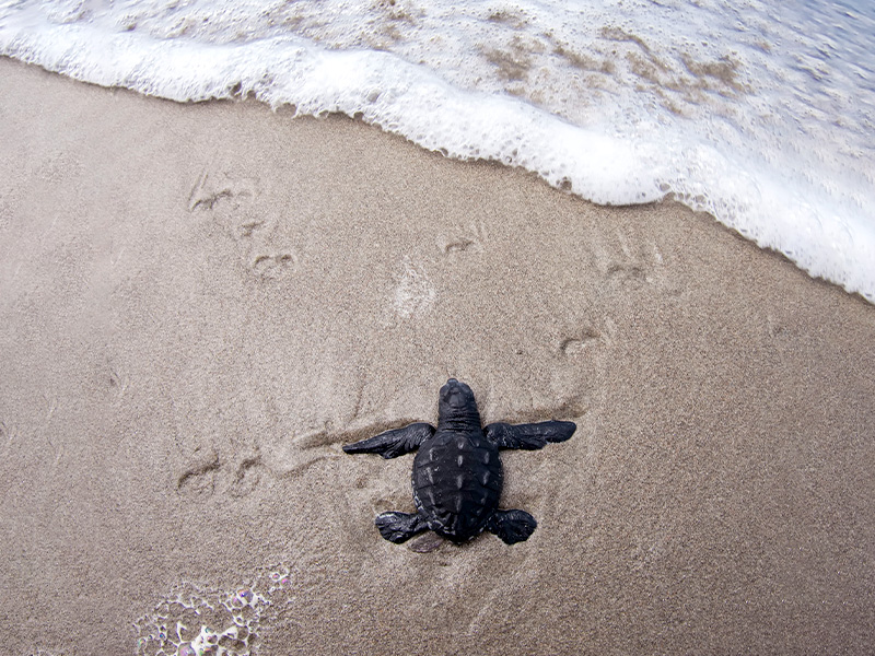 Conservación de Tortugas Marinas - Ecuador