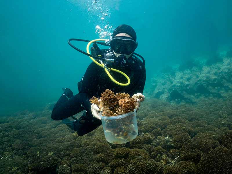 Limpieza de Redes Fantasma en Arrecifes - Ecuador