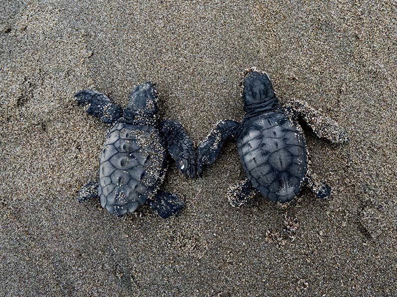 Protección de Nidos de Tortugas en Ecuador