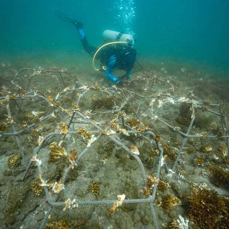 Restauración de Arrecifes de Coral