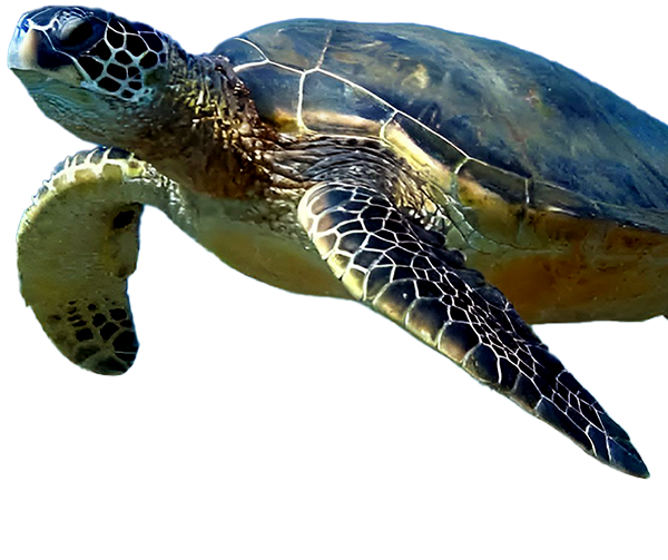 Tortuga Marina Verde - Ecuador